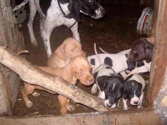 Kαλή τιμή!!!.Πουλάω όμορφα κουτάβια ράτσα POINTER- Πόιντερ – 200 euro...